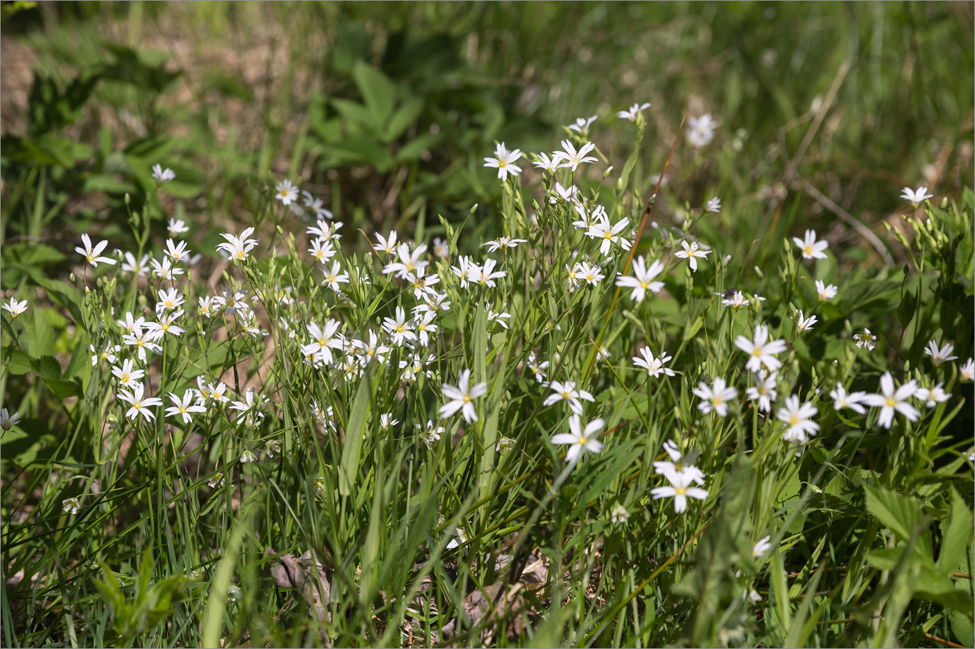 Image of Stellaria holostea specimen.