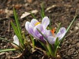 Crocus vernus