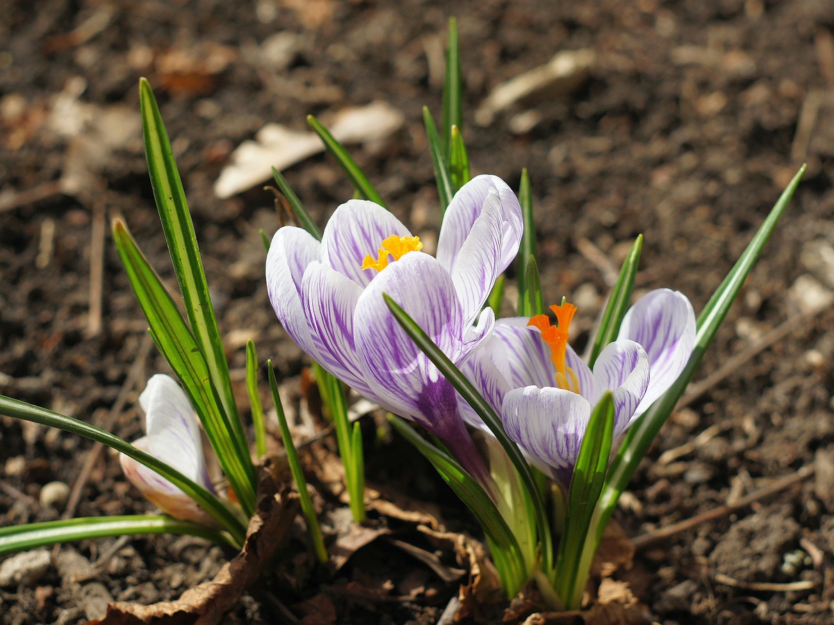 Изображение особи Crocus vernus.