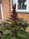 Amaranthus cruentus. Верхушка цветущего растения. Беларусь, Гродненская обл., г. Новогрудок, в щелях между плиткой. 02.09.2021.