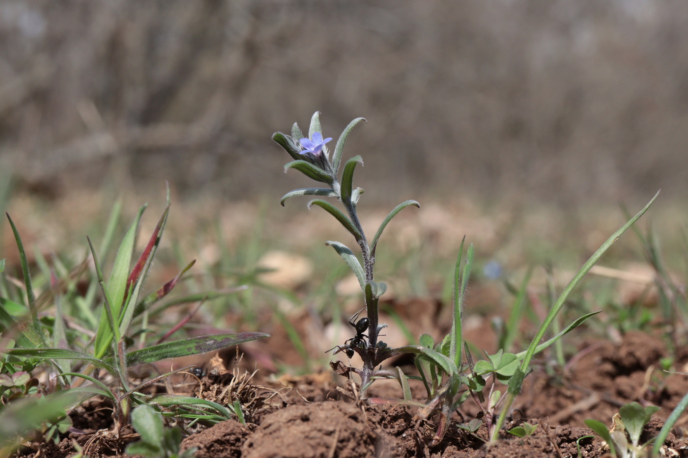 Изображение особи Buglossoides incrassata.