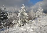 Pinus sylvestris. Заиндевевшее покоящееся молодое растение в сообществе с Betula и Picea. Башкортостан, Учалинский р-н, Новобайрамгуловский сельсовет, окр. дер. Мусино, вершина горы Рястокташ. 5 ноября 2022 г.