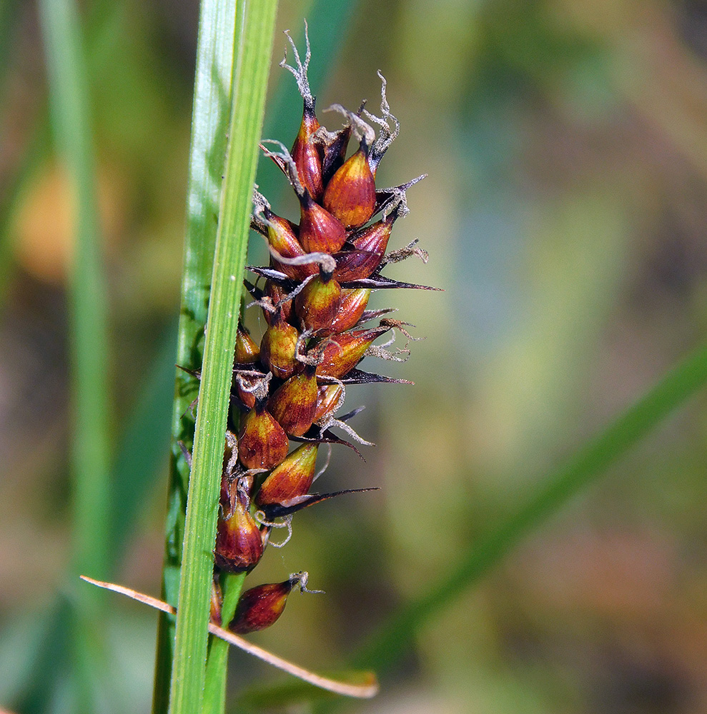 Image of Carex melanostachya specimen.