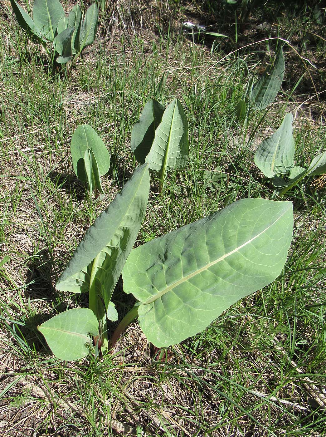 Изображение особи род Ligularia.