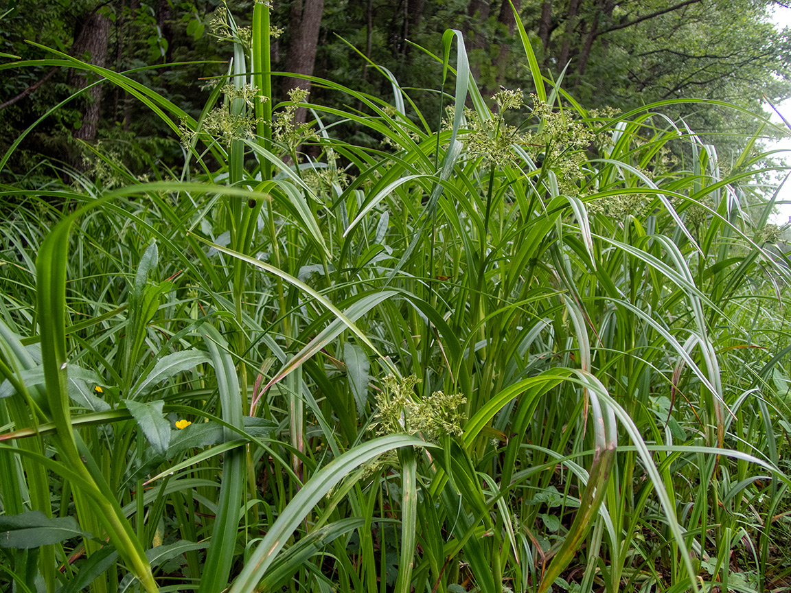 Image of Scirpus sylvaticus specimen.