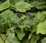 genus Arctium. Верхушки побегов с развивающимися соцветиями; лист внизу с минами. Кабардино-Балкария, Эльбрусский р-н, Тызыльское ущелье, обочина дороги. 25 июля 2022 г.