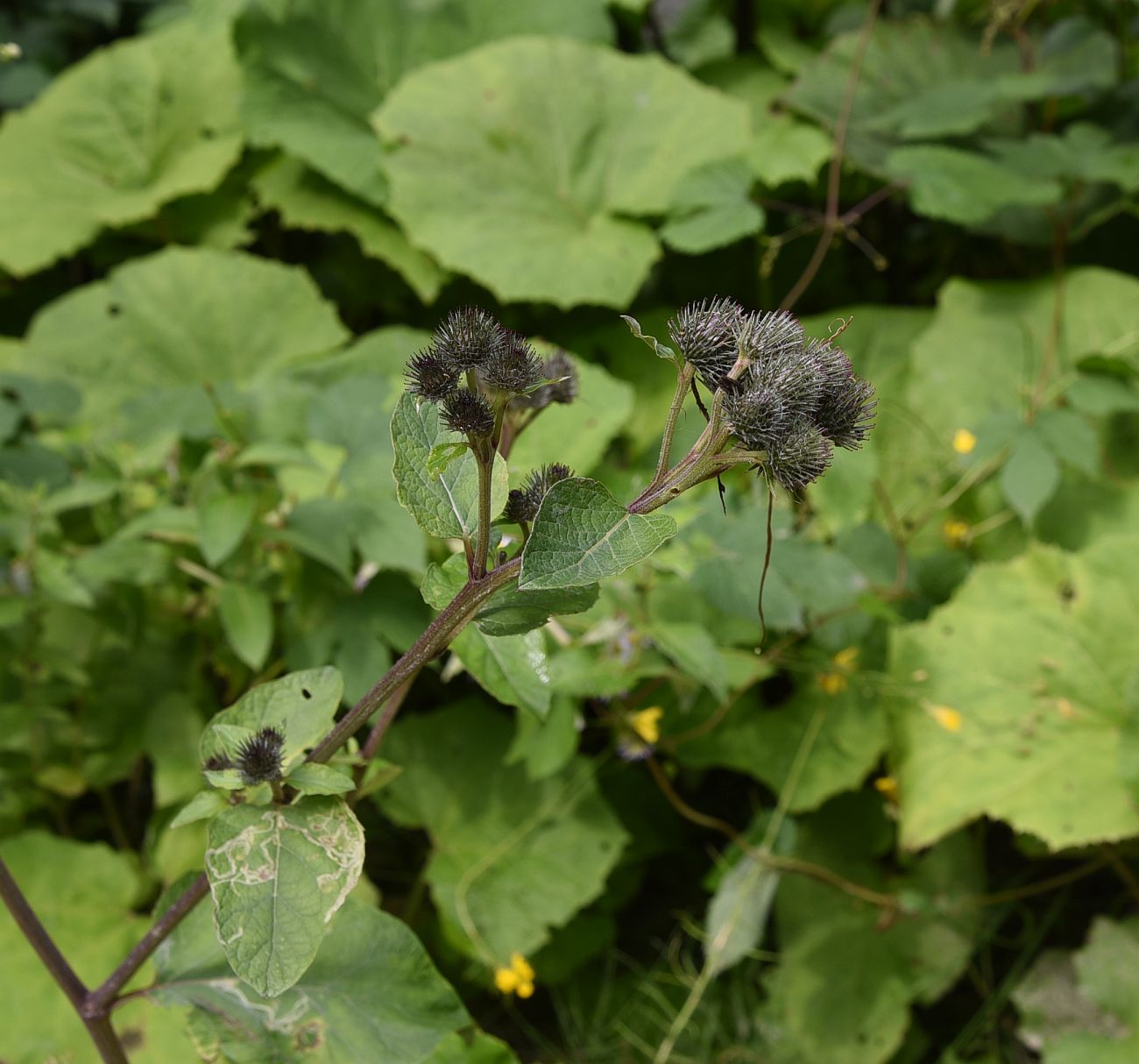 Image of genus Arctium specimen.