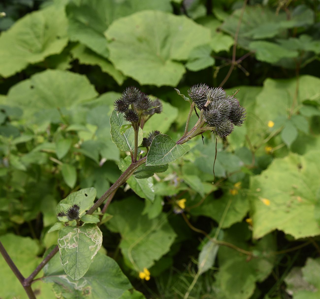 Изображение особи род Arctium.