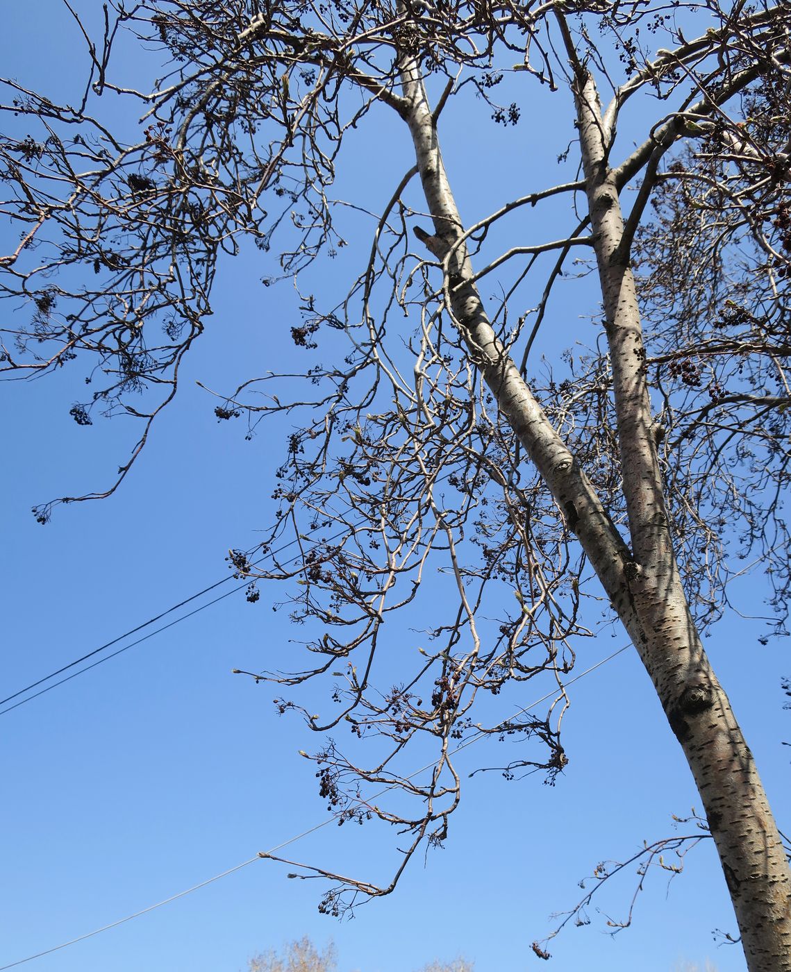 Image of genus Sorbus specimen.