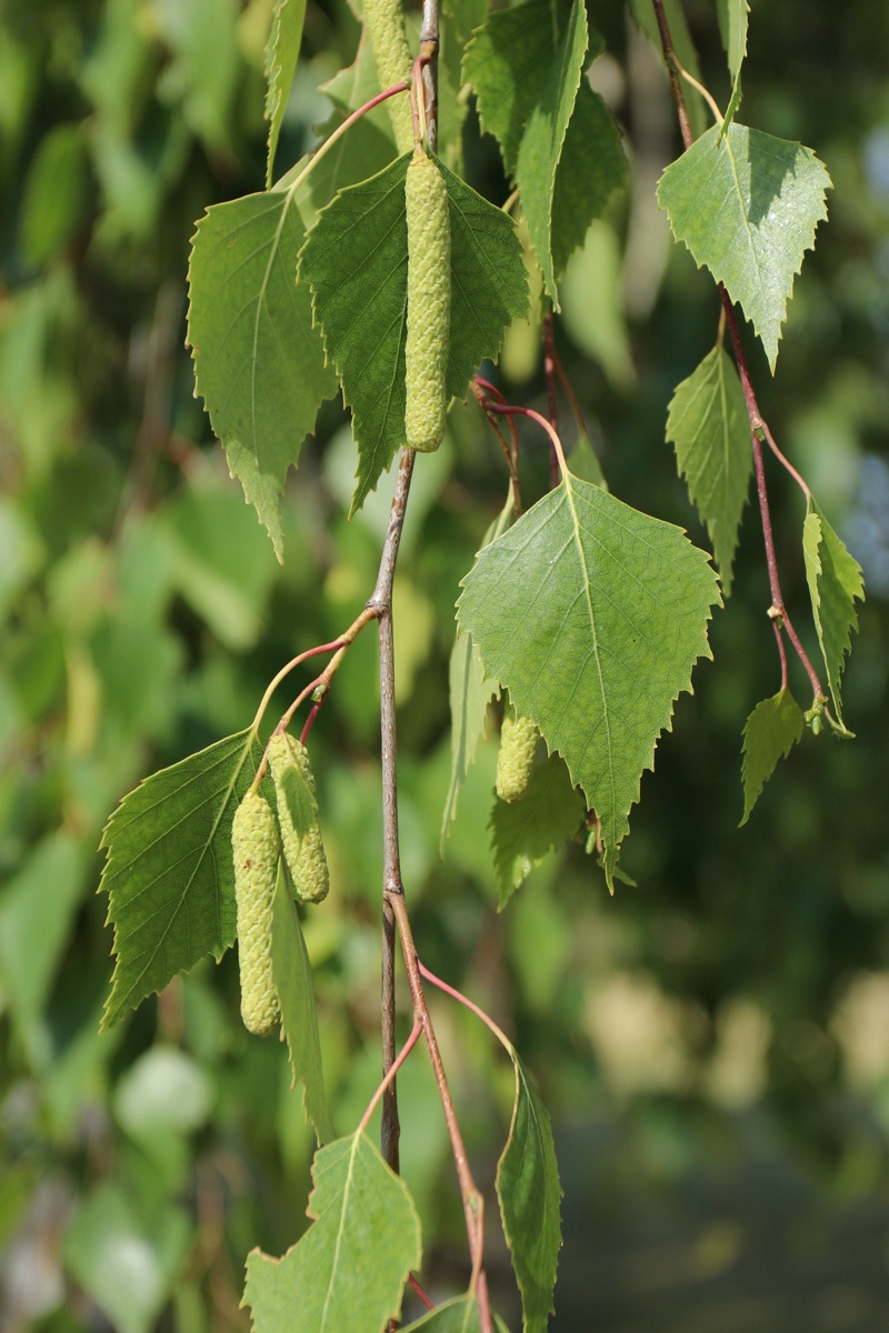 Изображение особи Betula pendula.