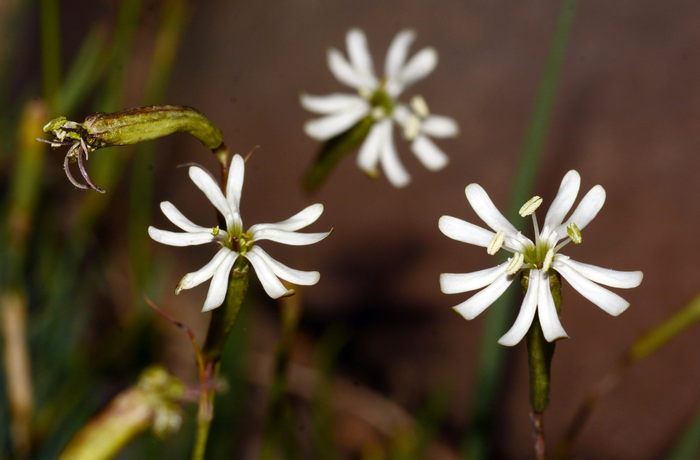 Изображение особи Silene longicalycina.