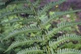 Dryopteris filix-mas. Часть спороносящей вайи. Пермский край, г. Пермь, Дзержинский р-н, м-н Акуловский, смешанный лес. 25.06.2023.
