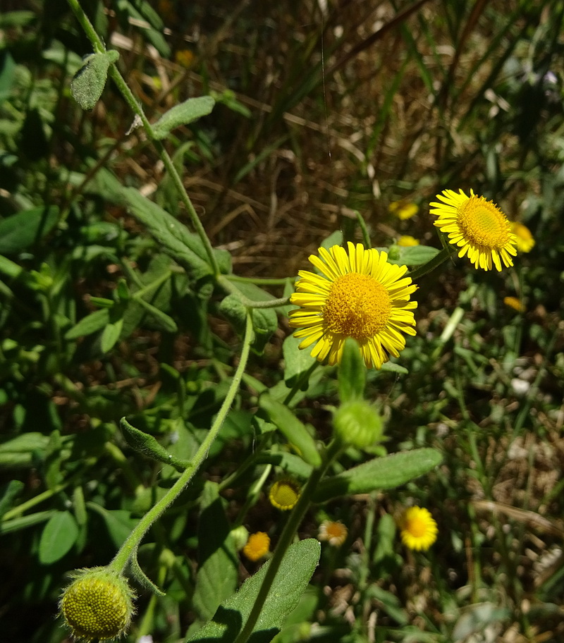 Изображение особи Pulicaria dysenterica.