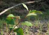 Populus suaveolens