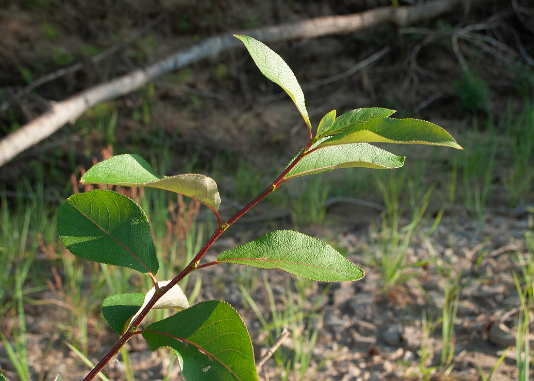 Image of Populus suaveolens specimen.