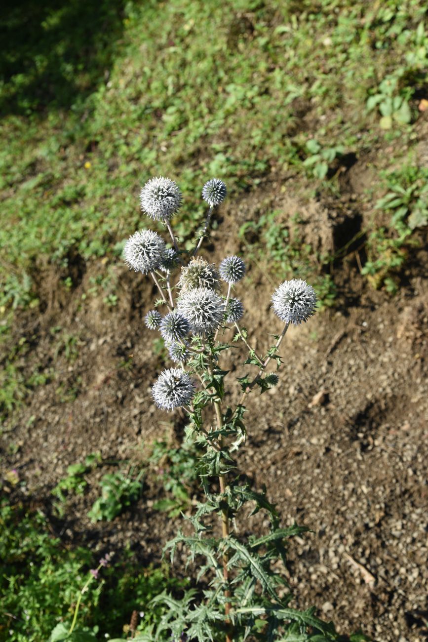 Изображение особи род Echinops.