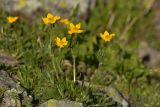 Anemonastrum speciosum. Цветущее растение. Карачаево-Черкесия, Карачаевский р-н, Большой Кавказ, правый борт долины Узункол, осыпной южный склон горы Чатбаши в р-не \"средних чатских ночёвок\", ≈ 2840 м н.у.м., среди камней. 26.07.2023.