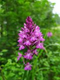 Anacamptis pyramidalis