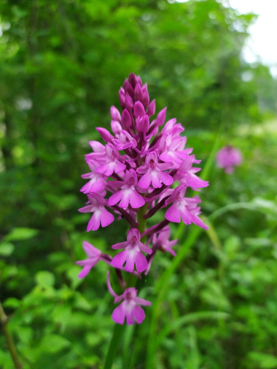 Image of Anacamptis pyramidalis specimen.