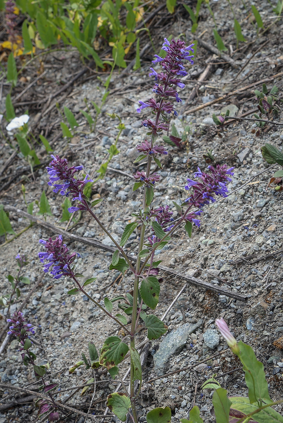 Изображение особи Dracocephalum nutans.