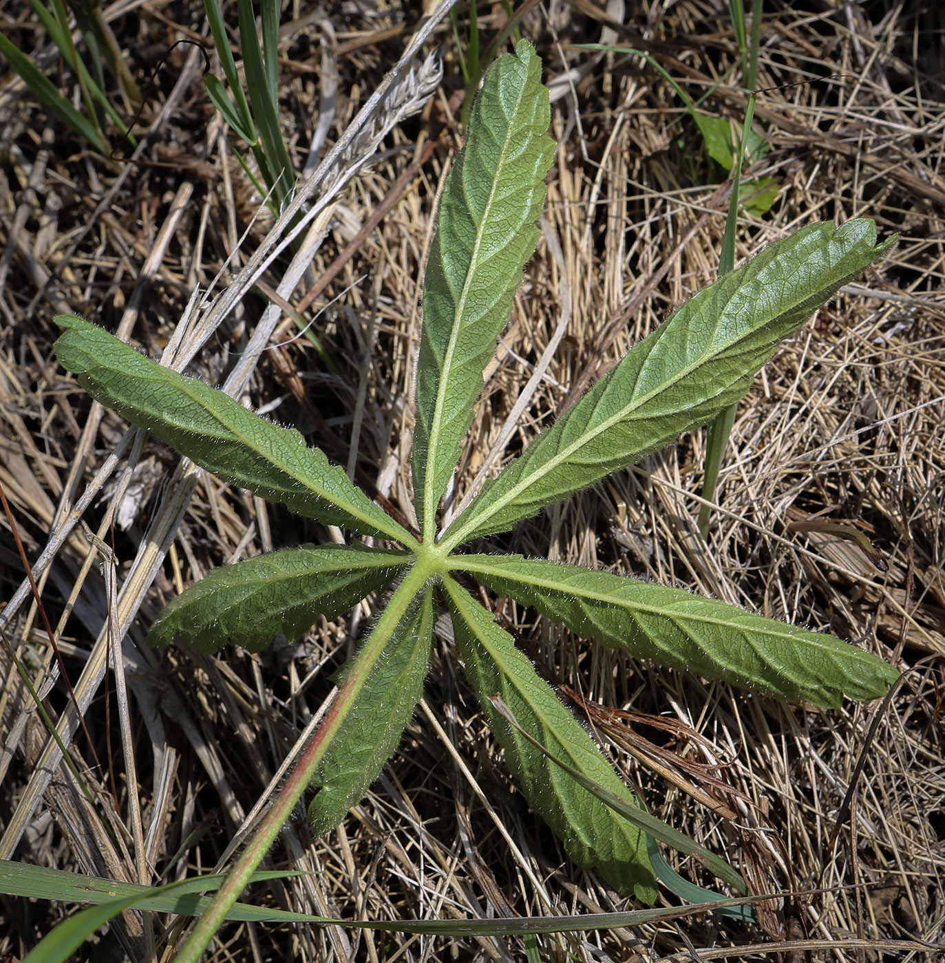 Image of Potentilla thuringiaca specimen.