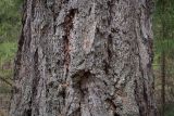 Larix sukaczewii