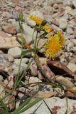 Sonchus arvensis подвид uliginosus. Верхушка цветущего растения. Новгородская обл., геологический памятник \"Ильменский глинт\", окр. дер. Ретлё, побережье оз. Ильмень, каменистый (известняковый) пляж. 25.07.2023.