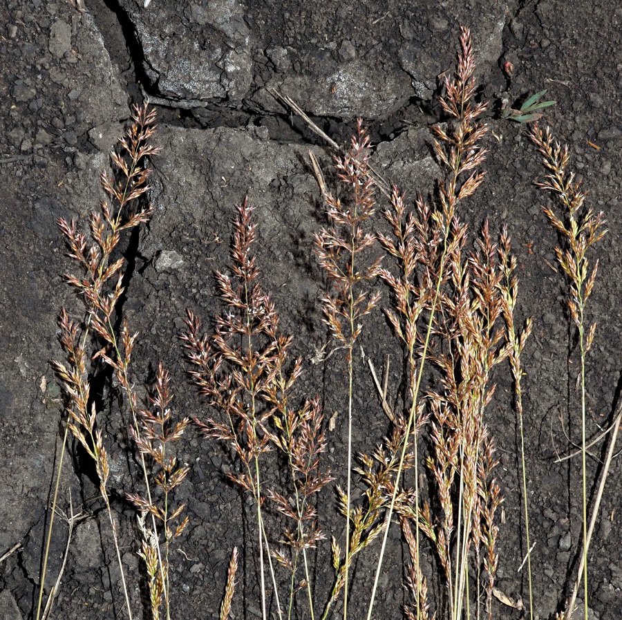 Изображение особи род Agrostis.