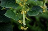 genus Tilia. Верхушка побега с соцветиями. Грузия, г. Тбилиси, в культуре. 10.06.2023.