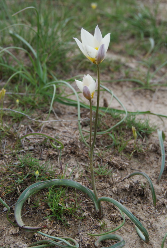 Изображение особи Tulipa buhseana.