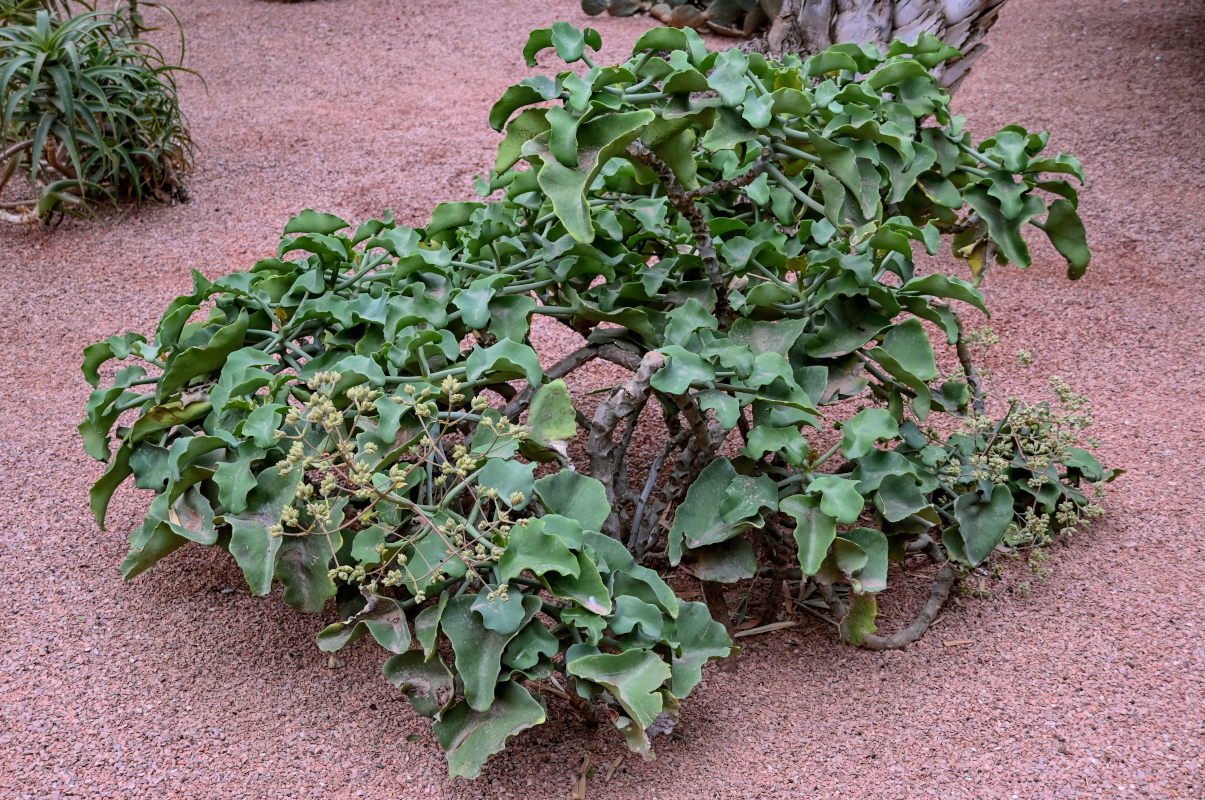Image of Kalanchoe beharensis specimen.