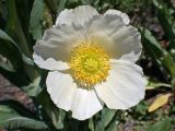 Papaver amurense