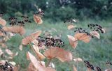 Smyrnium perfoliatum