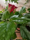 Hibiscus rosa-sinensis