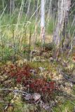 Drosera rotundifolia