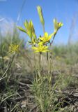 View full-size image Gagea bulbifera