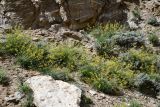Astragalus scheremetewianus. Аспект цветущих растений. Таджикистан, Горно-Бадахшанская автономная обл., Ишкашимский р-н, Шахдаринский хр., дол. р. Памир, выс. ≈ 3800 м н.у.м., сухой каменистый склон. 3 июля 2024 г.