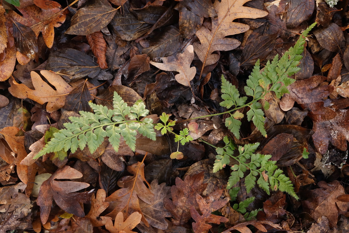 Image of Asplenium adiantum-nigrum specimen.