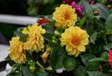 Dahlia pinnata