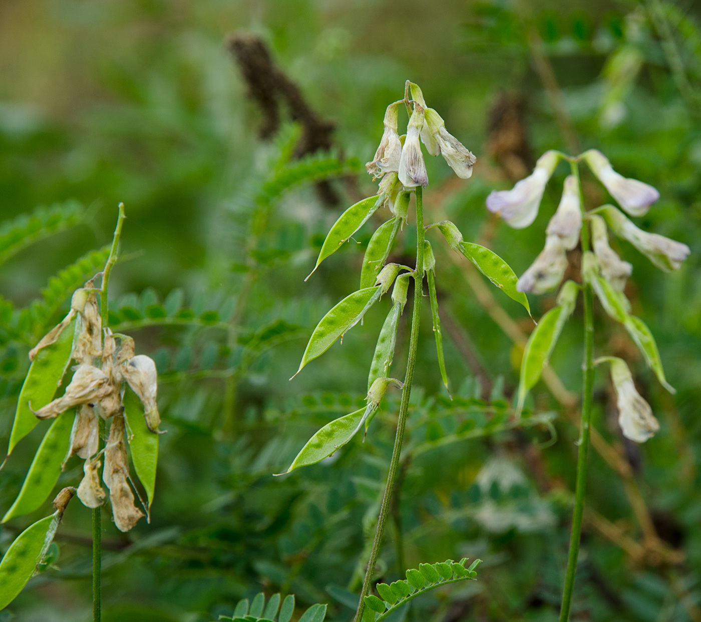 Изображение особи Vicia sylvatica.