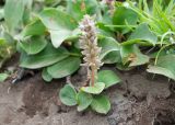 Salix arctica