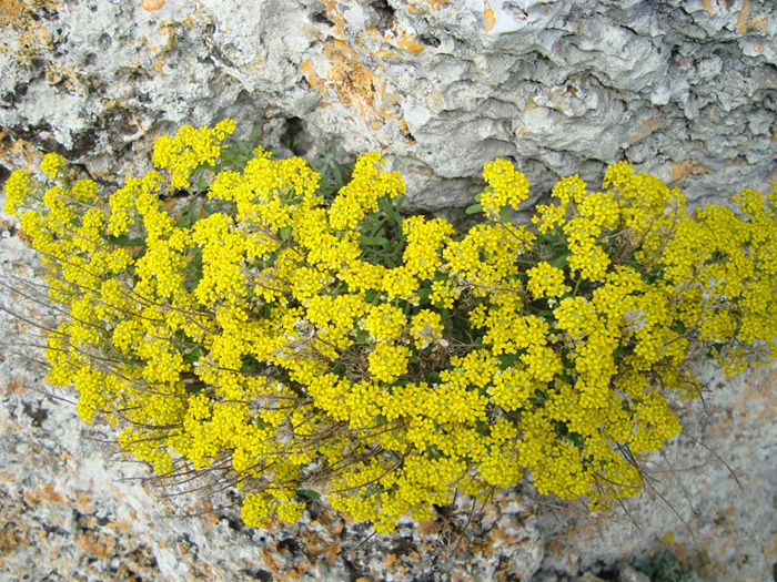 Image of Odontarrhena tortuosa specimen.