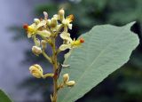 Microcos paniculata