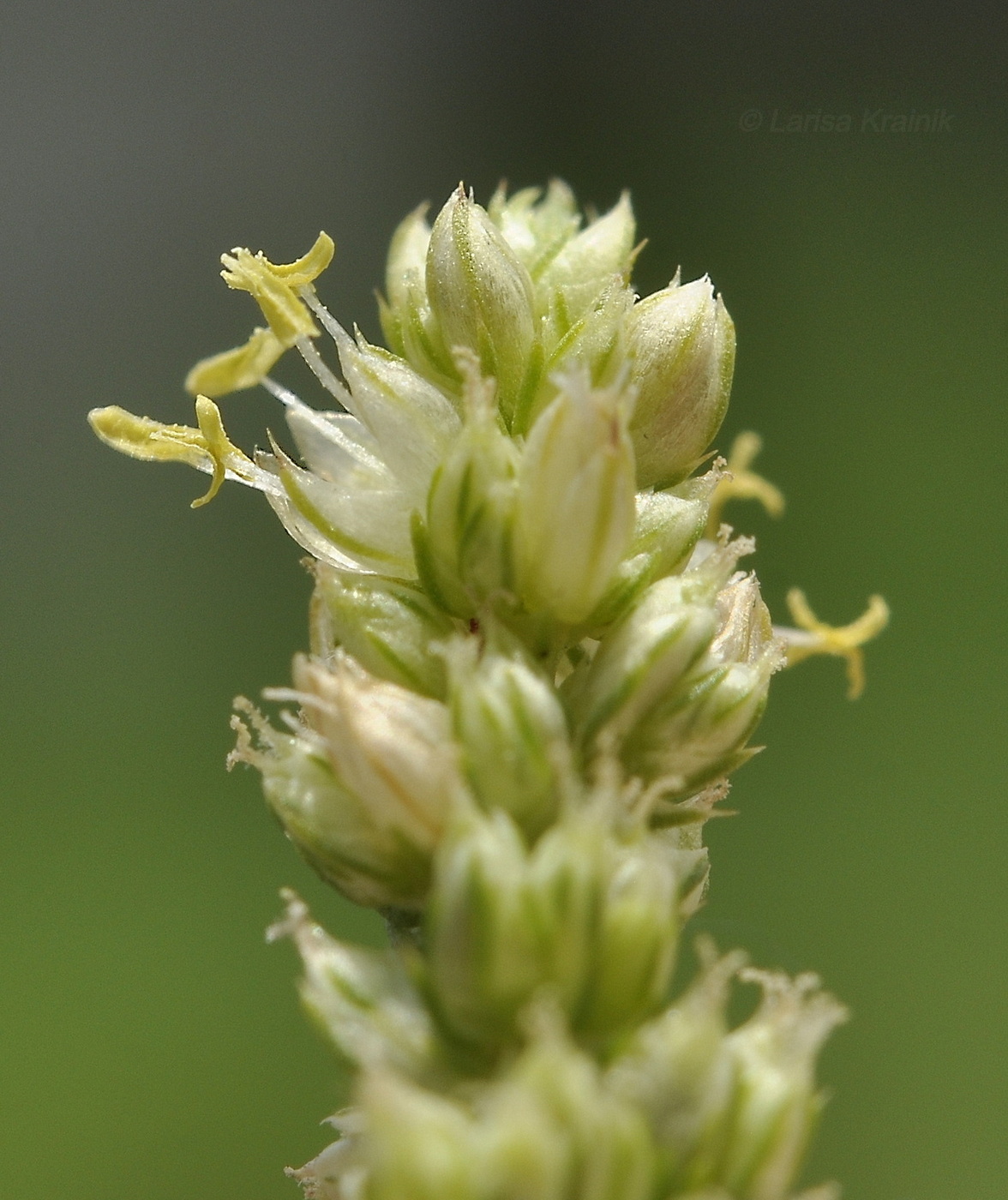 Image of genus Amaranthus specimen.