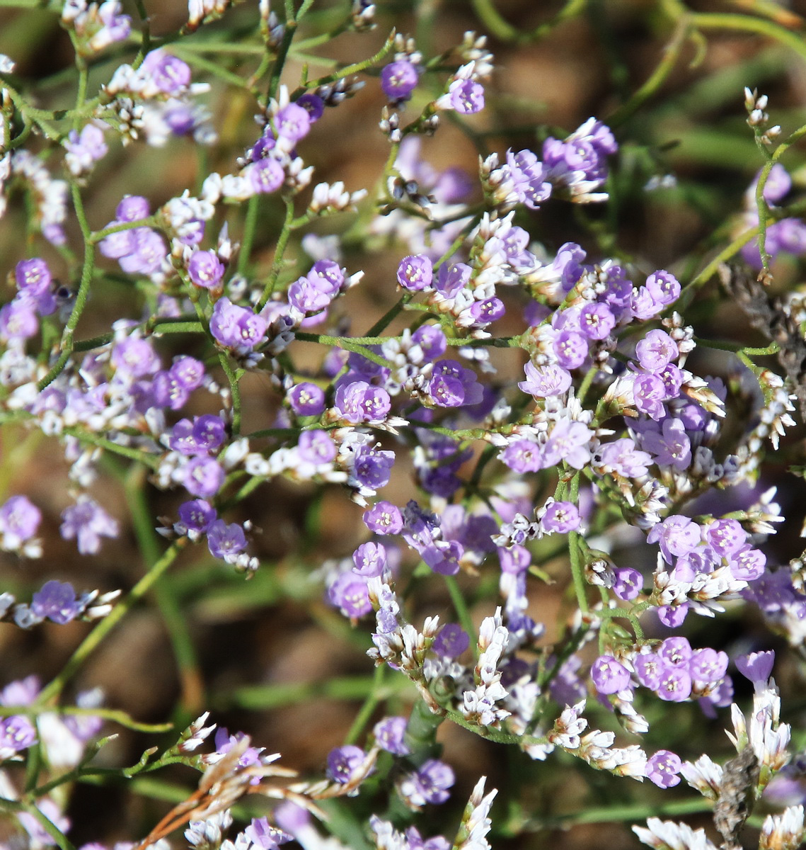 Изображение особи Limonium caspium.