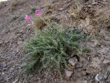 Hedysarum tauricum