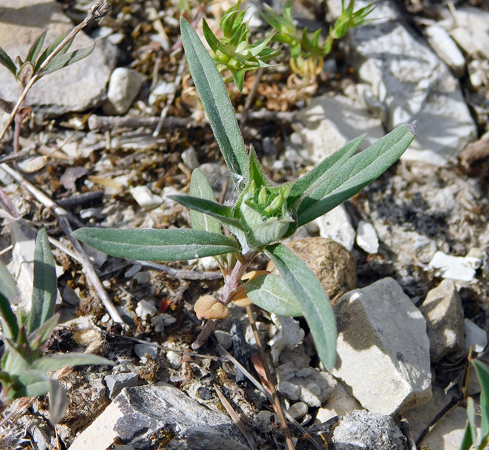 Image of Ziziphora capitata specimen.