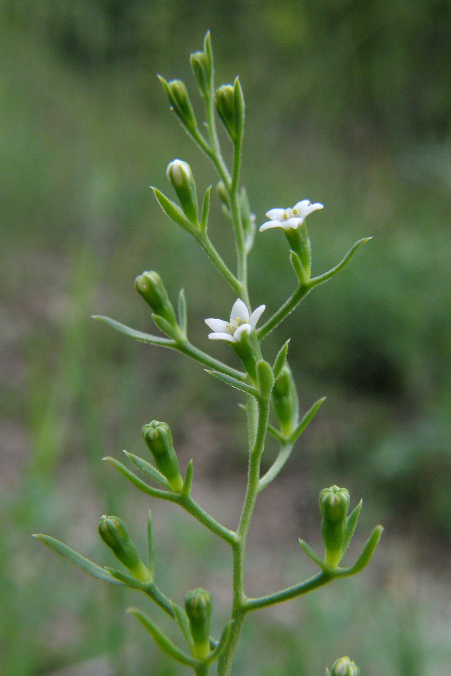 Image of Thesium krymense specimen.