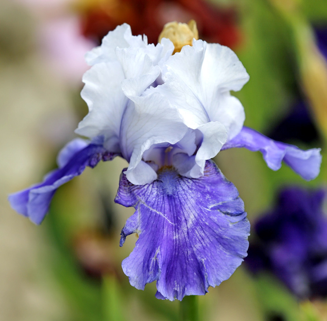 Image of genus Iris specimen.