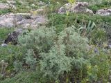 род Artemisia